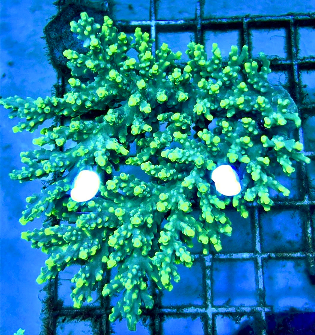 Acropora Tenius Mother Colony ATMC112101 WYSIWYG Size: L 3.5" x W 3.5"