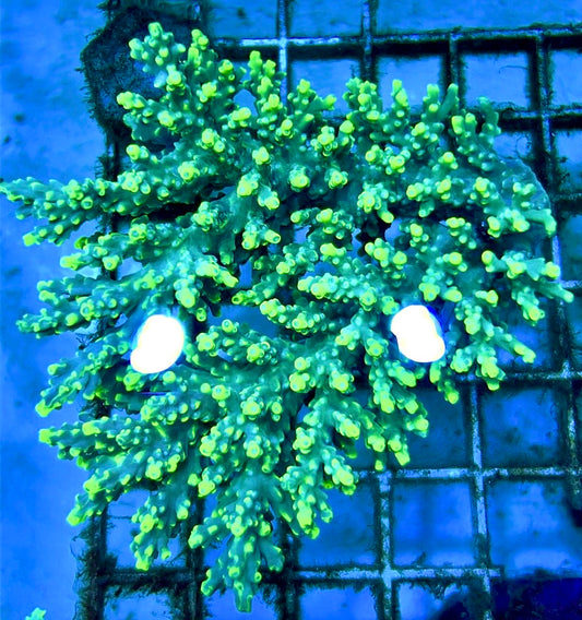 Acropora Tenius Mother Colony ATMC112101 WYSIWYG Size: L 3.5" x W 3.5"