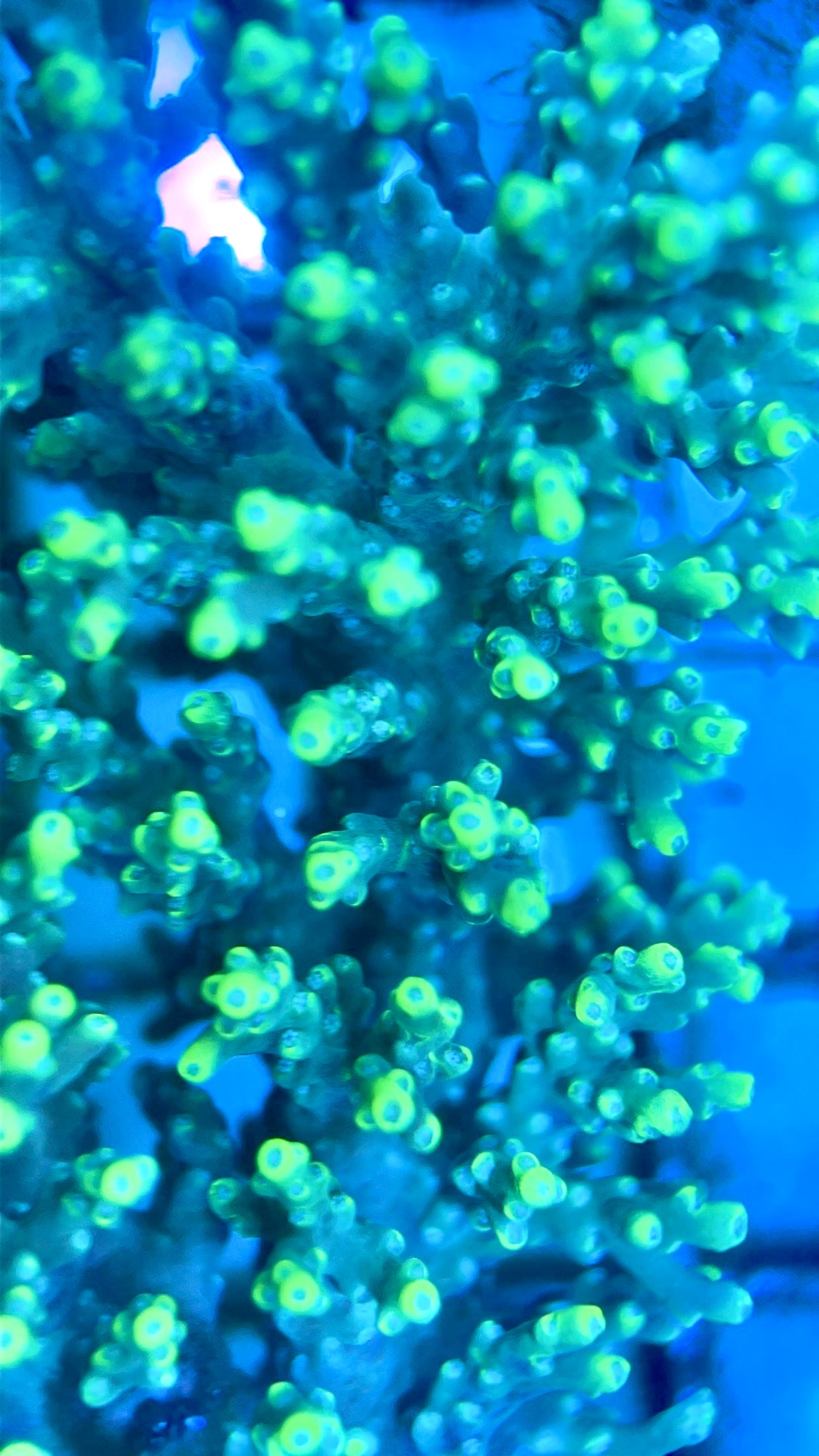 Acropora Tenius Mother Colony ATMC112101 WYSIWYG Size: L 3.5" x W 3.5"