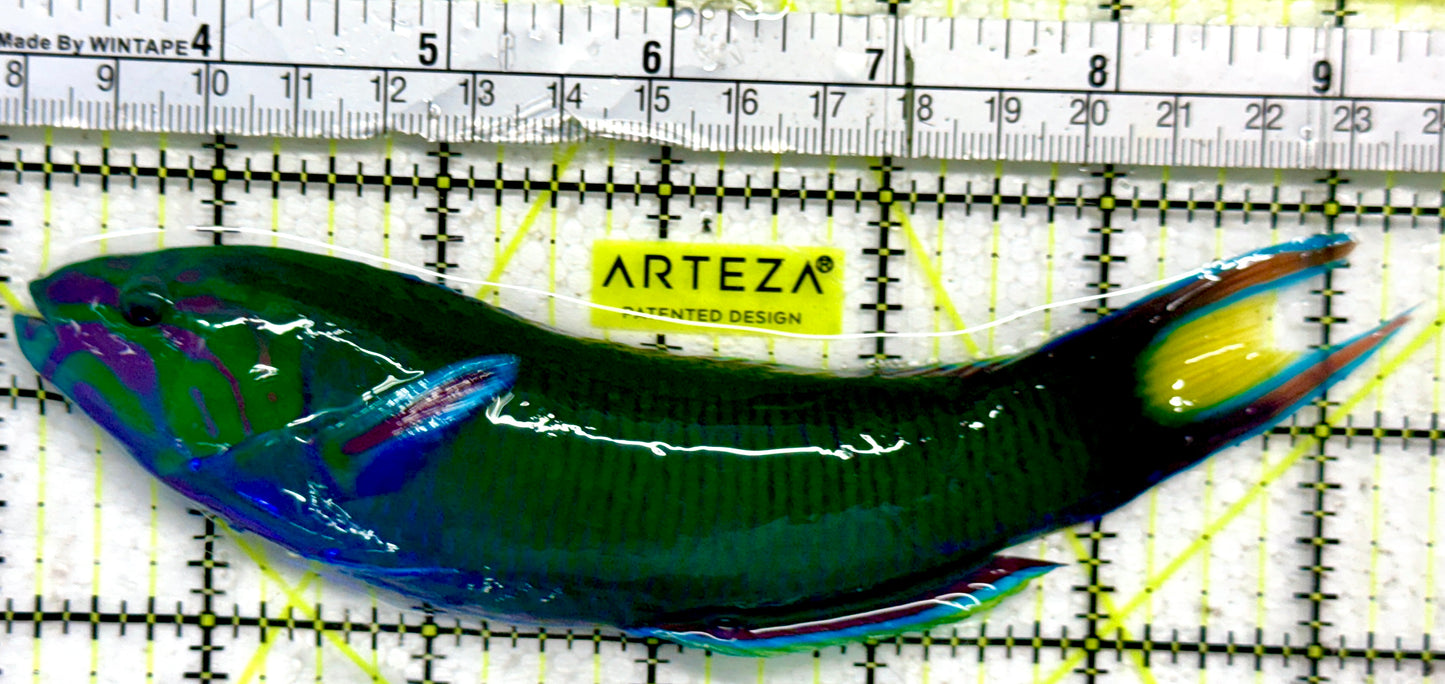 Lunare Wrasse LW092102 WYSIWYG Size: XXL 6.5"