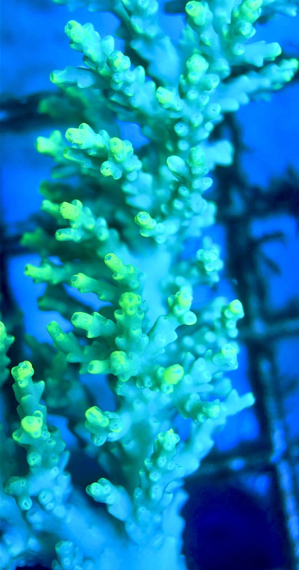 Acropora Tenius Mother Colony ATMC112102 WYSIWYG Size: L 5" x W 3.5"