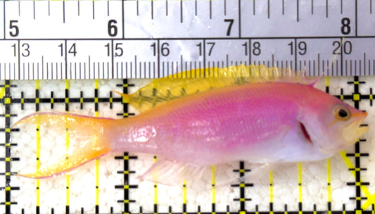 Bartlett's Anthias BA110201 WYSIWYG Size: XL 3" approx