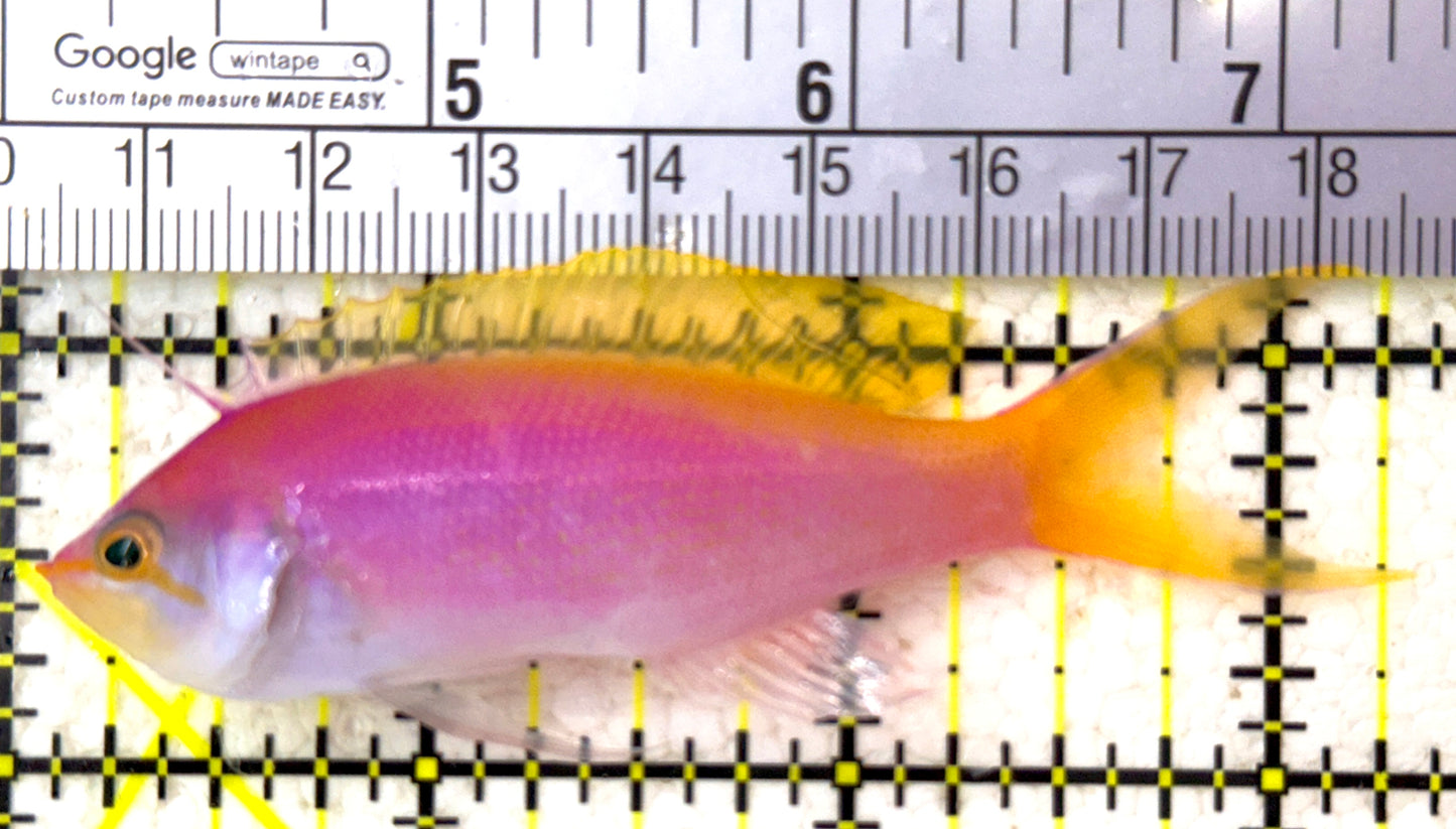 Bartlett's Anthias BA110202 WYSIWYG Size: XL 3" approx
