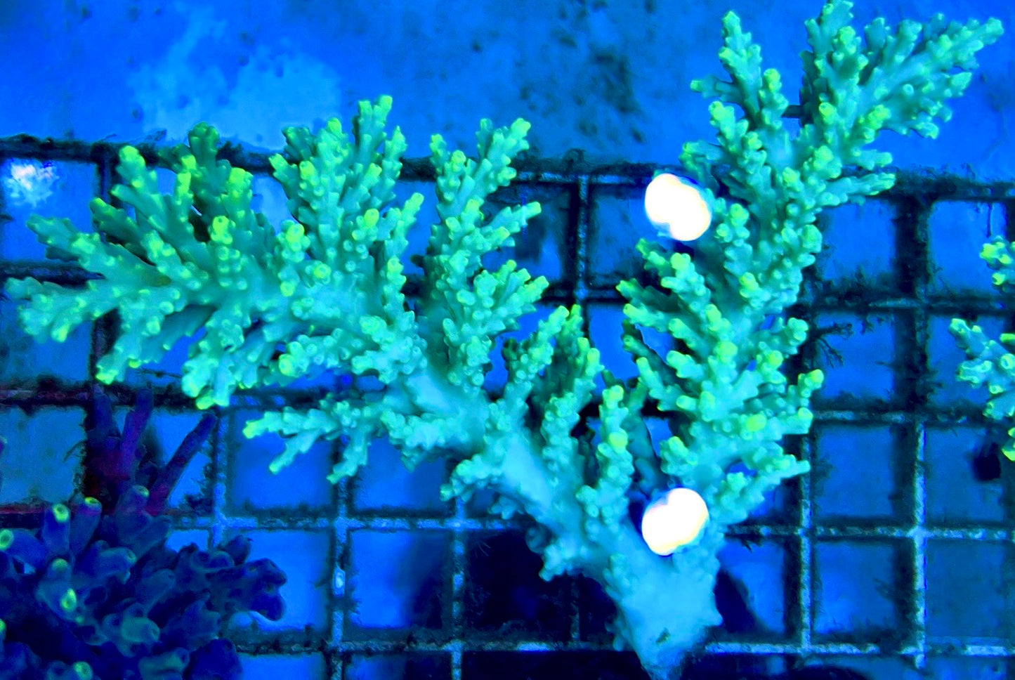 Acropora Tenius Mother Colony ATMC112102 WYSIWYG Size: L 5" x W 3.5"