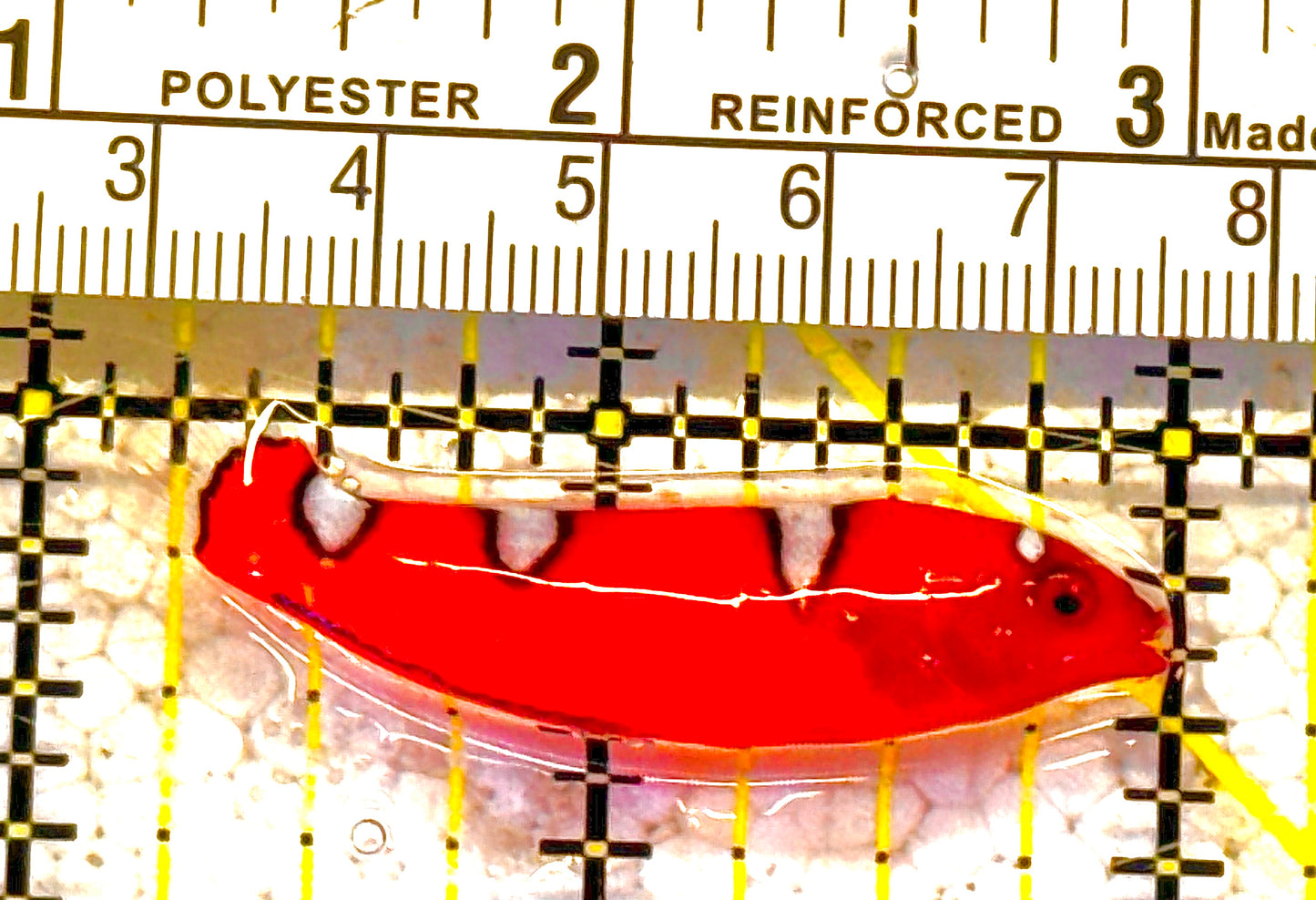 Red Coris Clown Wrasse Juvenile RCCWJ012502 WYSIWYG Size: S 2" approx