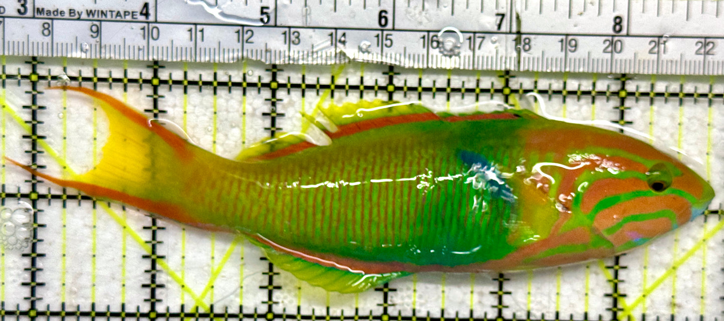 Lime Wrasse (Male Banana Wrasse) LW092101 WYSIWYG Size: L 6"