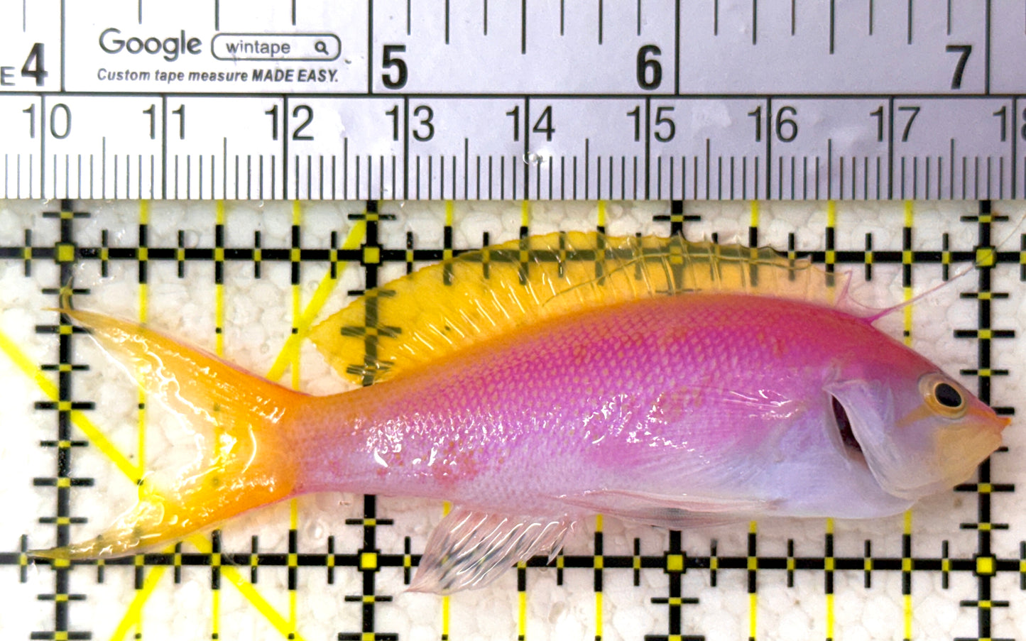 Bartlett's Anthias BA110202 WYSIWYG Size: XL 3" approx