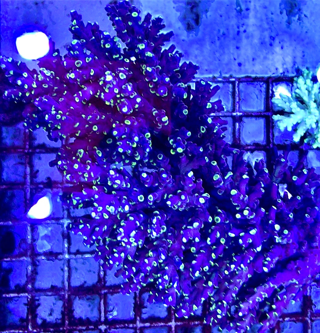 Acropora Valida Mother Colony AVMC112101 WYSIWYG Size: L 7.5" x W 3"