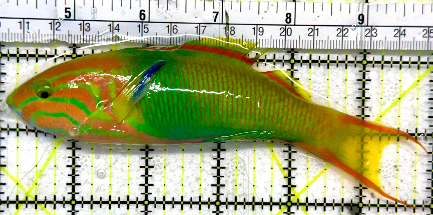 Lime Wrasse (Male Banana Wrasse) LW092101 WYSIWYG Size: L 6"
