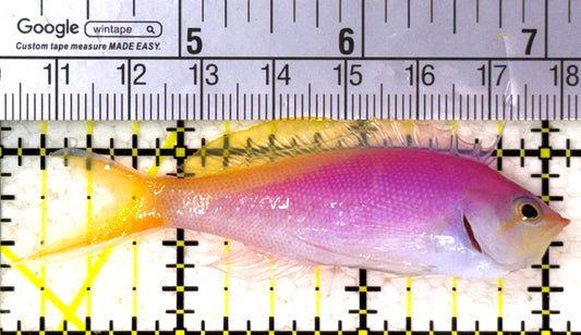 Bartlett's Anthias BA110203 WYSIWYG Size: XL 3" approx