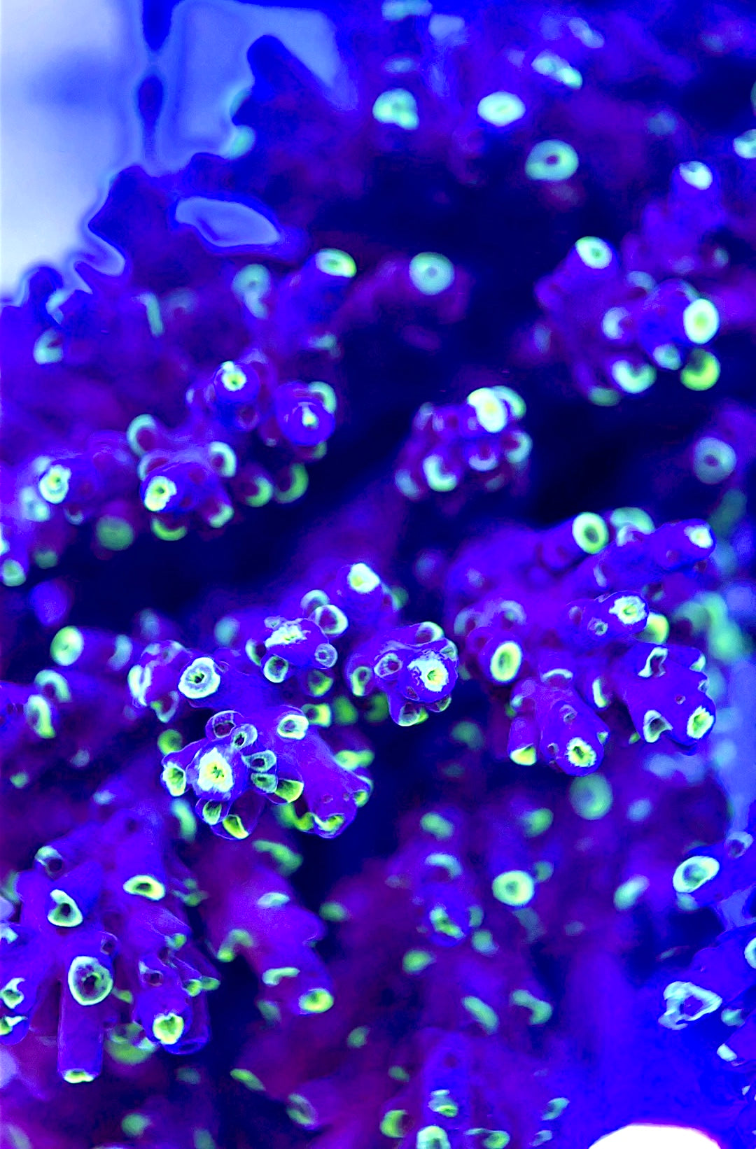 Acropora Valida Mother Colony AVMC112101 WYSIWYG Size: L 7.5" x W 3"