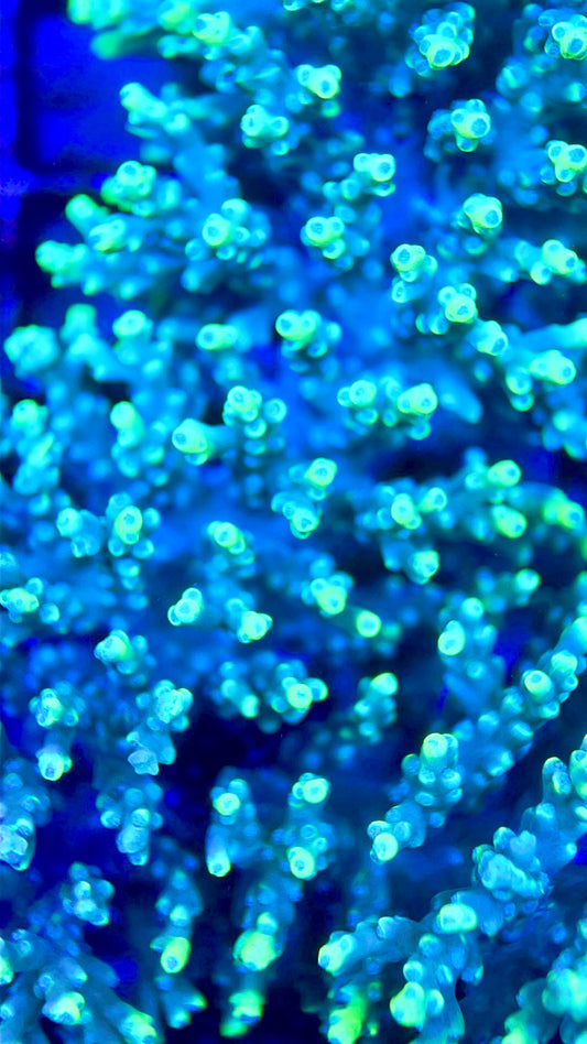 Acropora Tenius Mother Colony ATMC112103 WYSIWYG Size: L 5.5" x W 5"