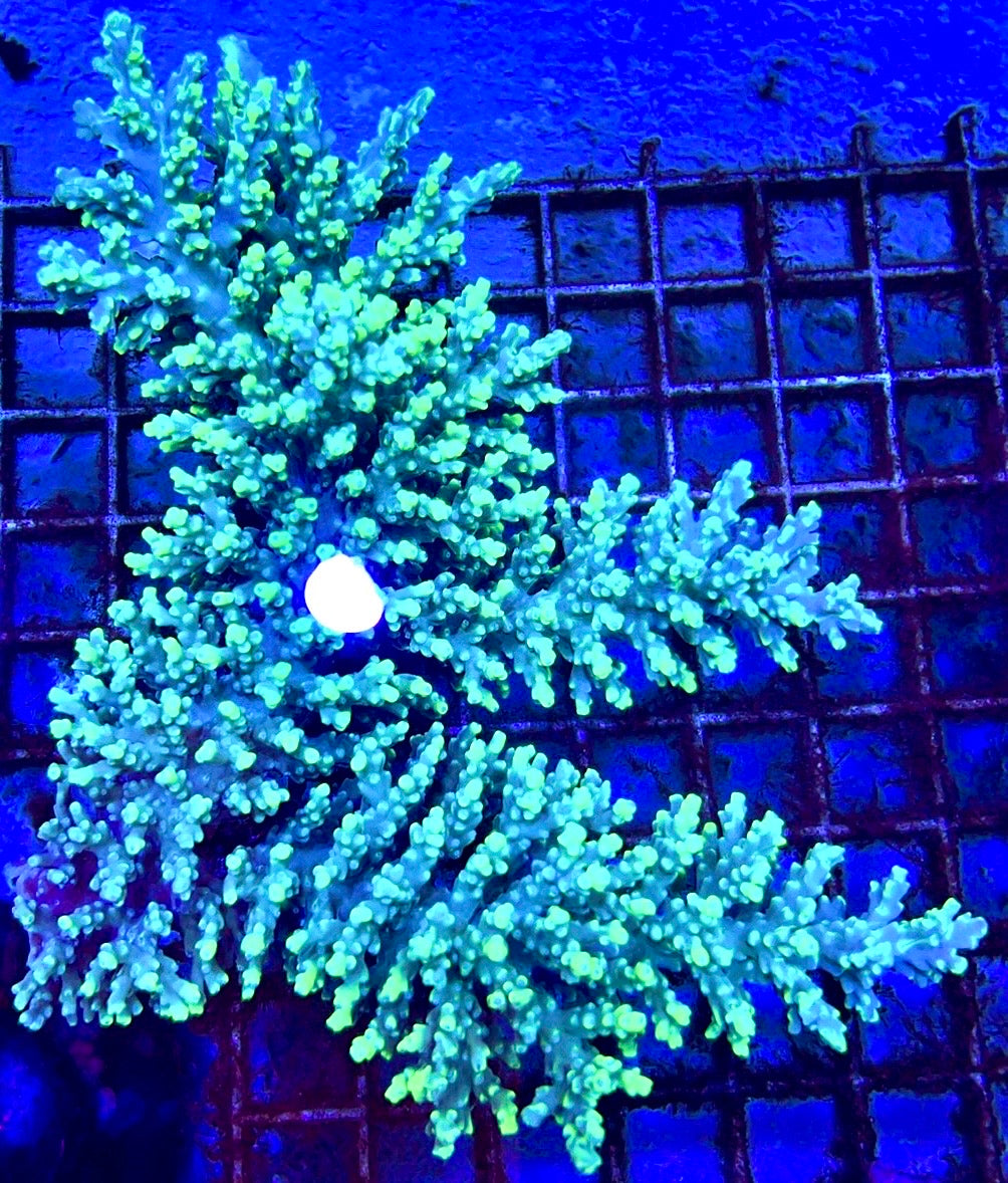 Acropora Tenius Mother Colony ATMC112103 WYSIWYG Size: L 5.5" x W 5"