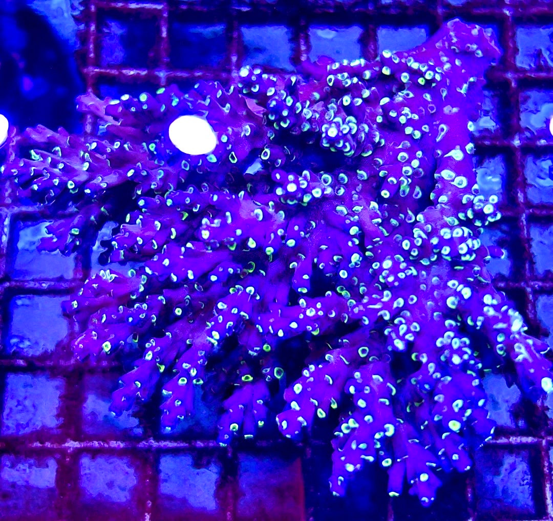 Acropora Valida Mother Colony AVMC112102 WYSIWYG Size: L 4.25" x W 4"