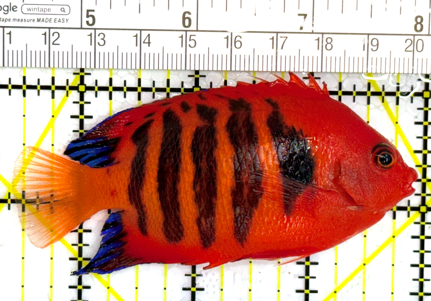 Flame Angelfish (Christmas Island, Super Red) FA110201 WYSIWYG Size: XL 3.25" approx