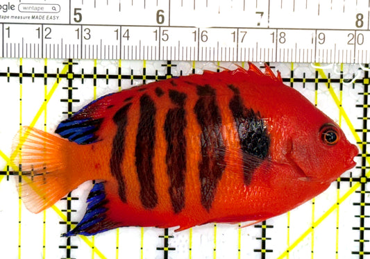 Flame Angelfish (Christmas Island, Super Red) FA110201 WYSIWYG Size: XL 3.25" approx