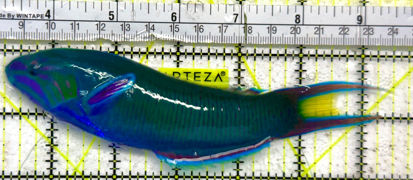Lunare Wrasse LW092103 WYSIWYG Size: XXL 6.25"