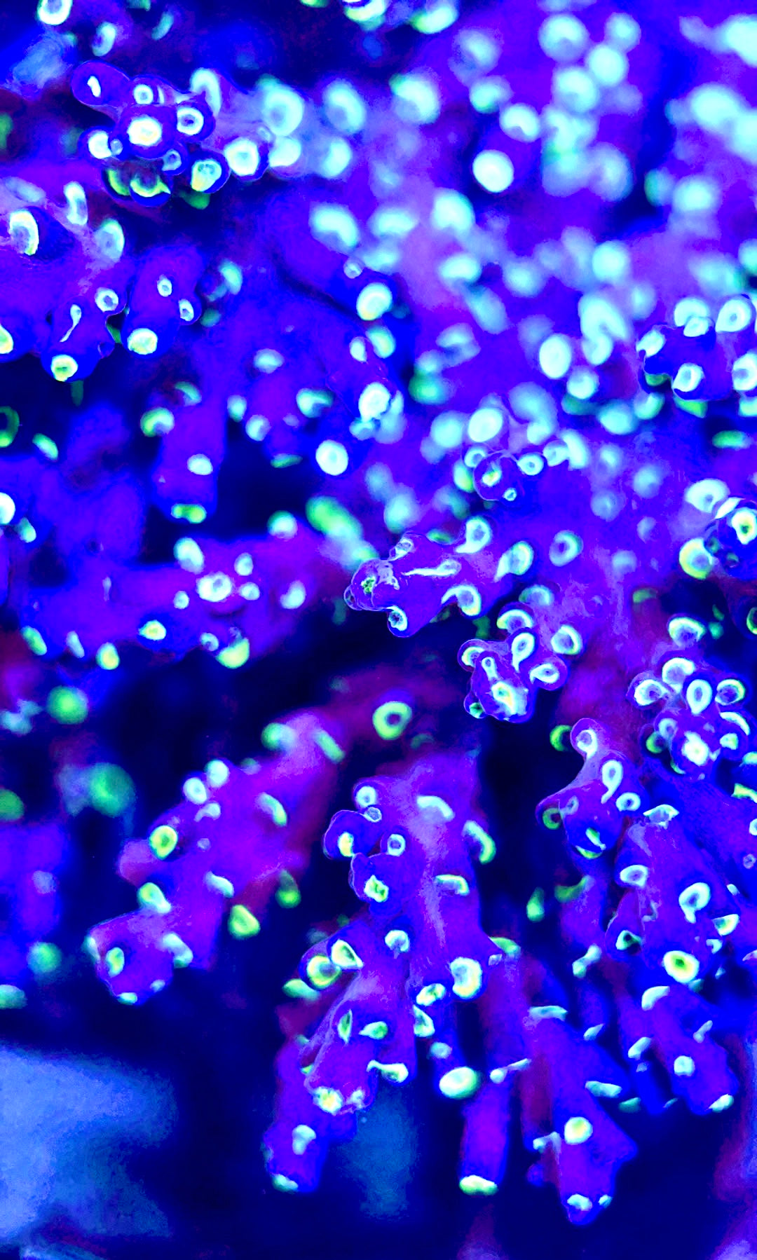 Acropora Valida Mother Colony AVMC112102 WYSIWYG Size: L 4.25" x W 4"