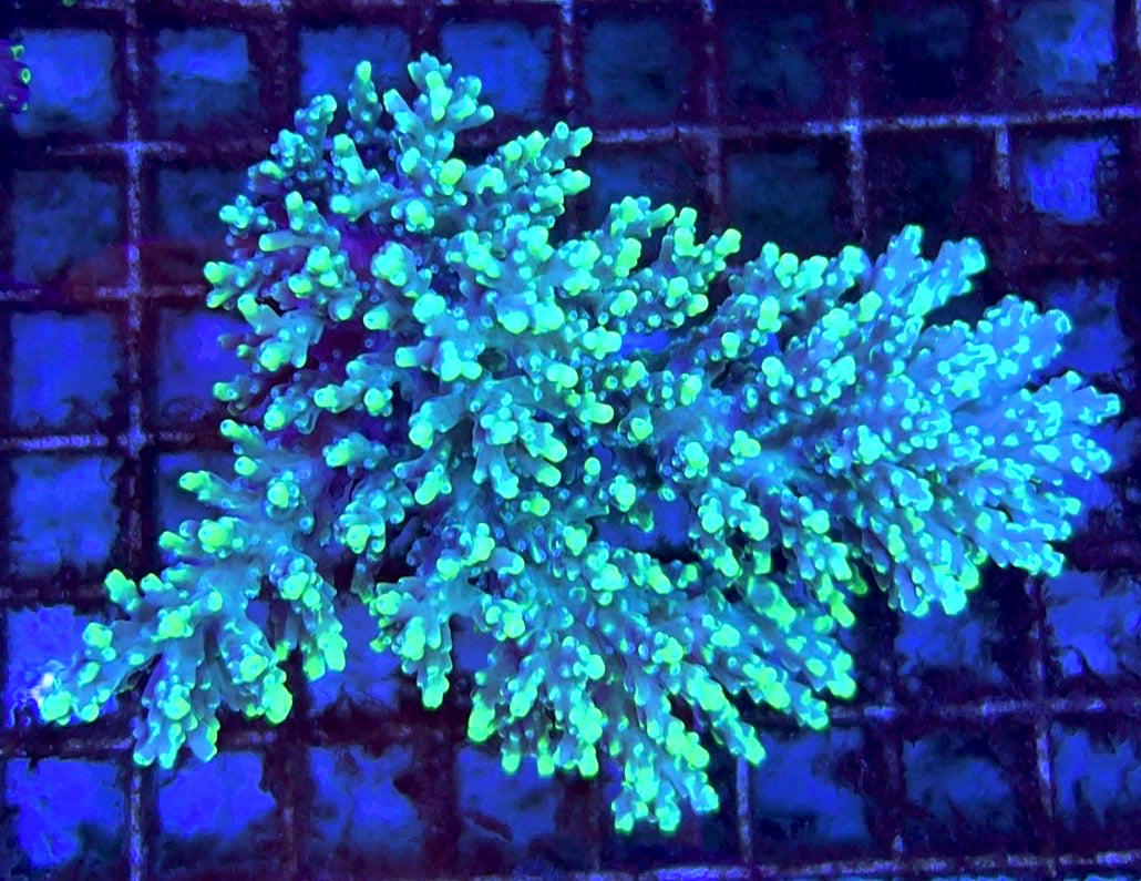 Acropora Millepora Mother Colony AMMC112001 WYSIWYG Size: L 4" x W 3"