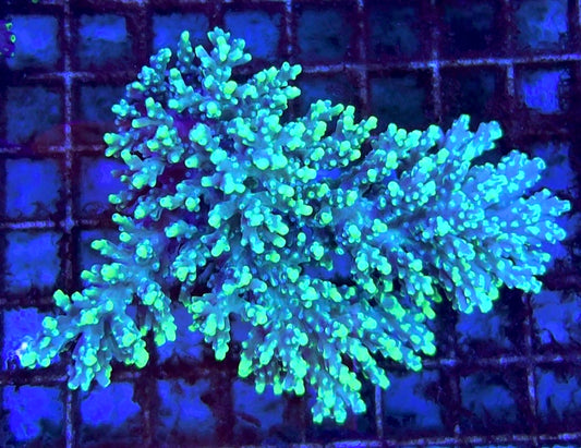 Acropora Millepora Mother Colony AMMC112001 WYSIWYG Size: L 4" x W 3"