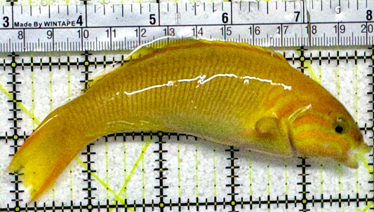 Yellow Banana Wrasse YBW092101 WYSIWYG Size: ML 5"