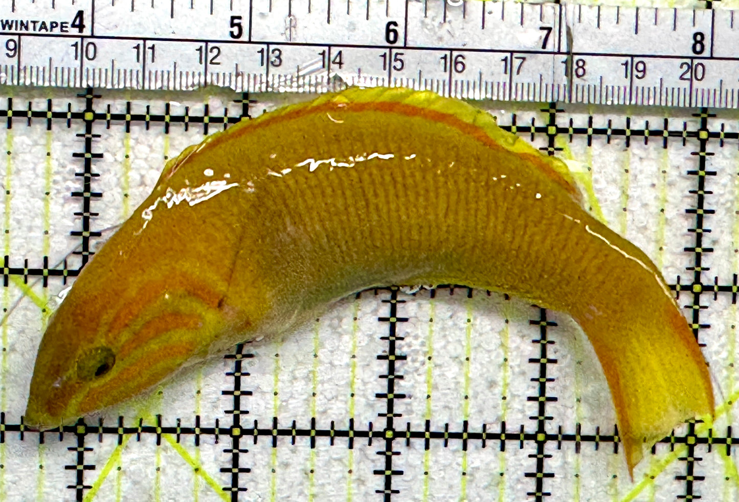 Yellow Banana Wrasse YBW092101 WYSIWYG Size: ML 5"