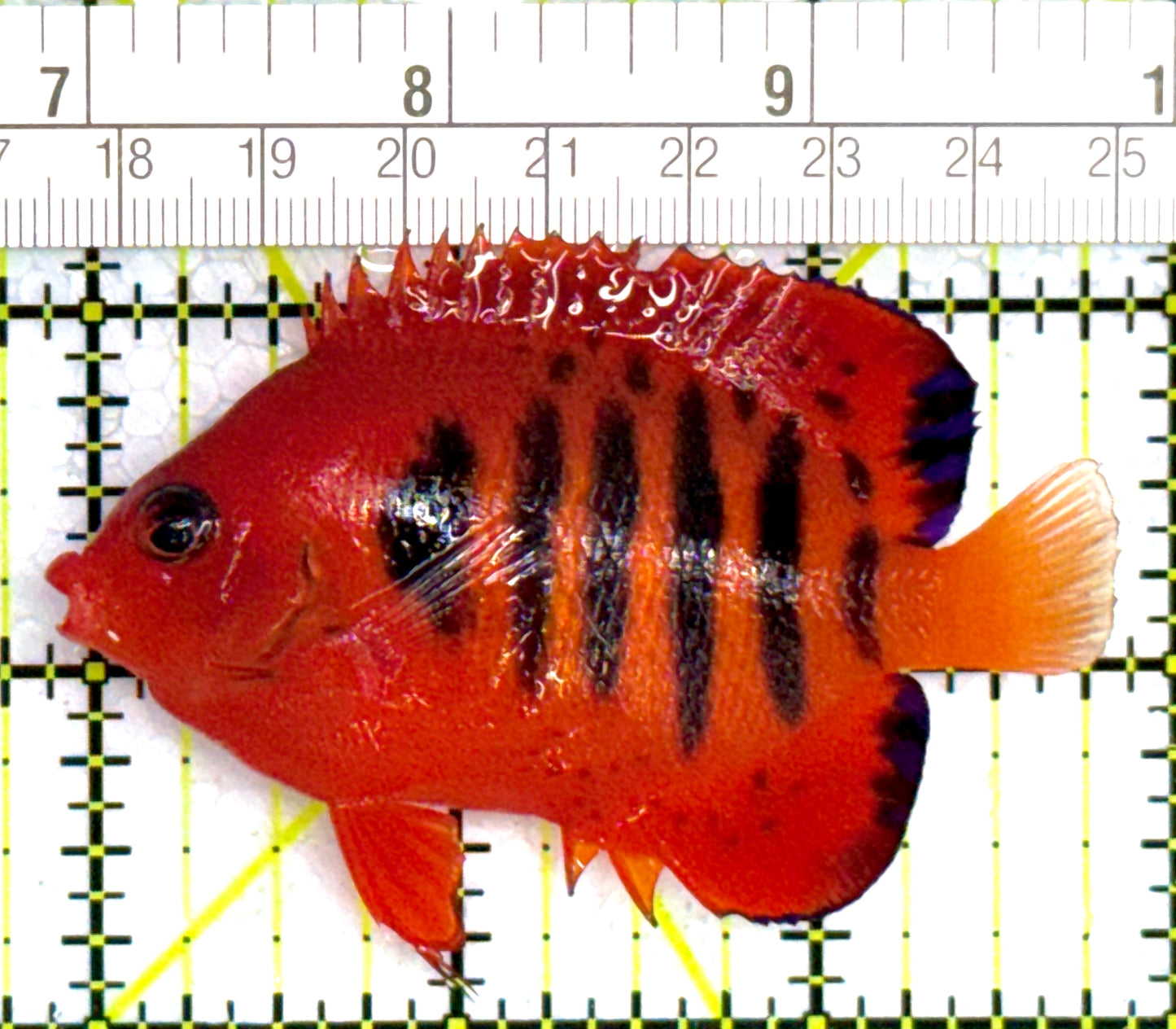 Flame Angelfish (Christmas Island, Super Red) FA110203 WYSIWYG Size: L 2.75" approx (SPECIAL GRADE BRIGHT RED FLAME ANGEL ON SALE $39.99 With code flame and Limit one per customer for orders above $500)
