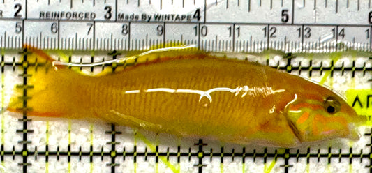 Yellow Banana Wrasse YBW092102 WYSIWYG Size: M 4"