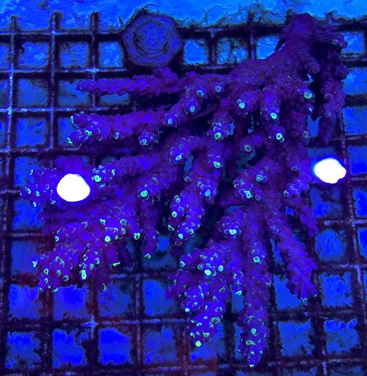 Acropora Millepora Mother Colony AMMC112101 WYSIWYG Size: L 6" x W 5.5" approx