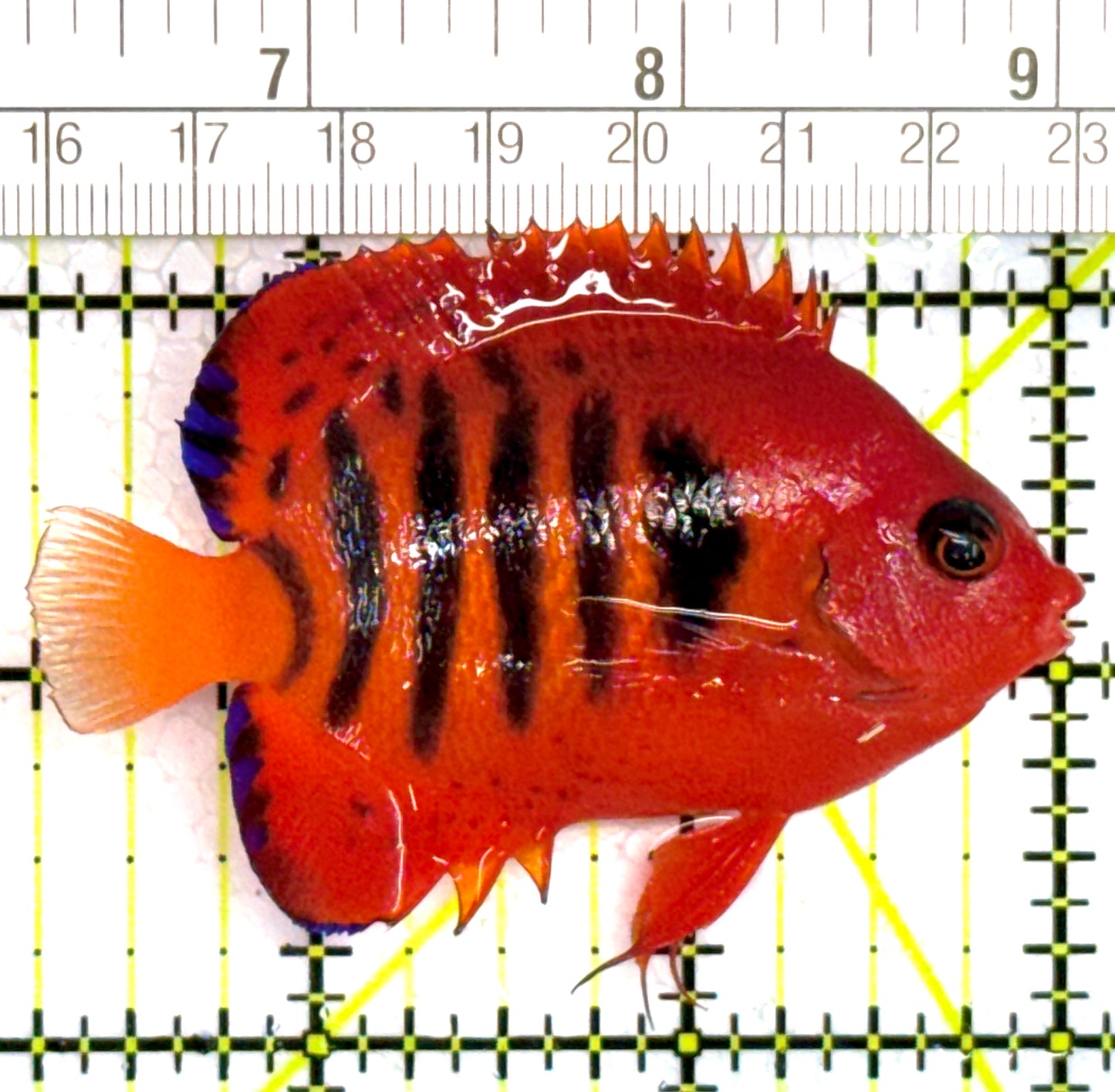 Flame Angelfish (Christmas Island, Super Red) FA110203 WYSIWYG Size: L 2.75" approx (SPECIAL GRADE BRIGHT RED FLAME ANGEL ON SALE $39.99 With code flame and Limit one per customer for orders above $500)