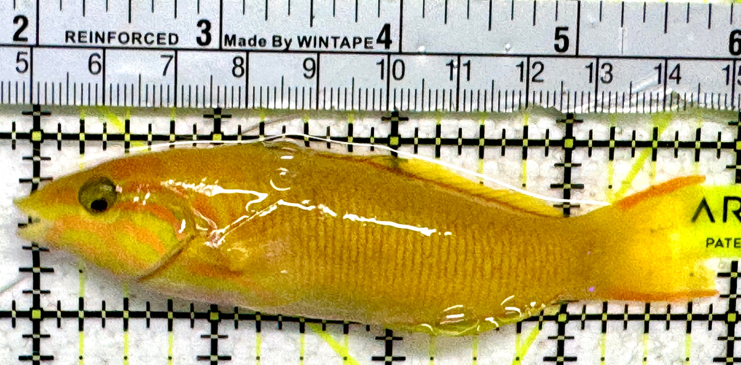 Yellow Banana Wrasse YBW092102 WYSIWYG Size: M 4"