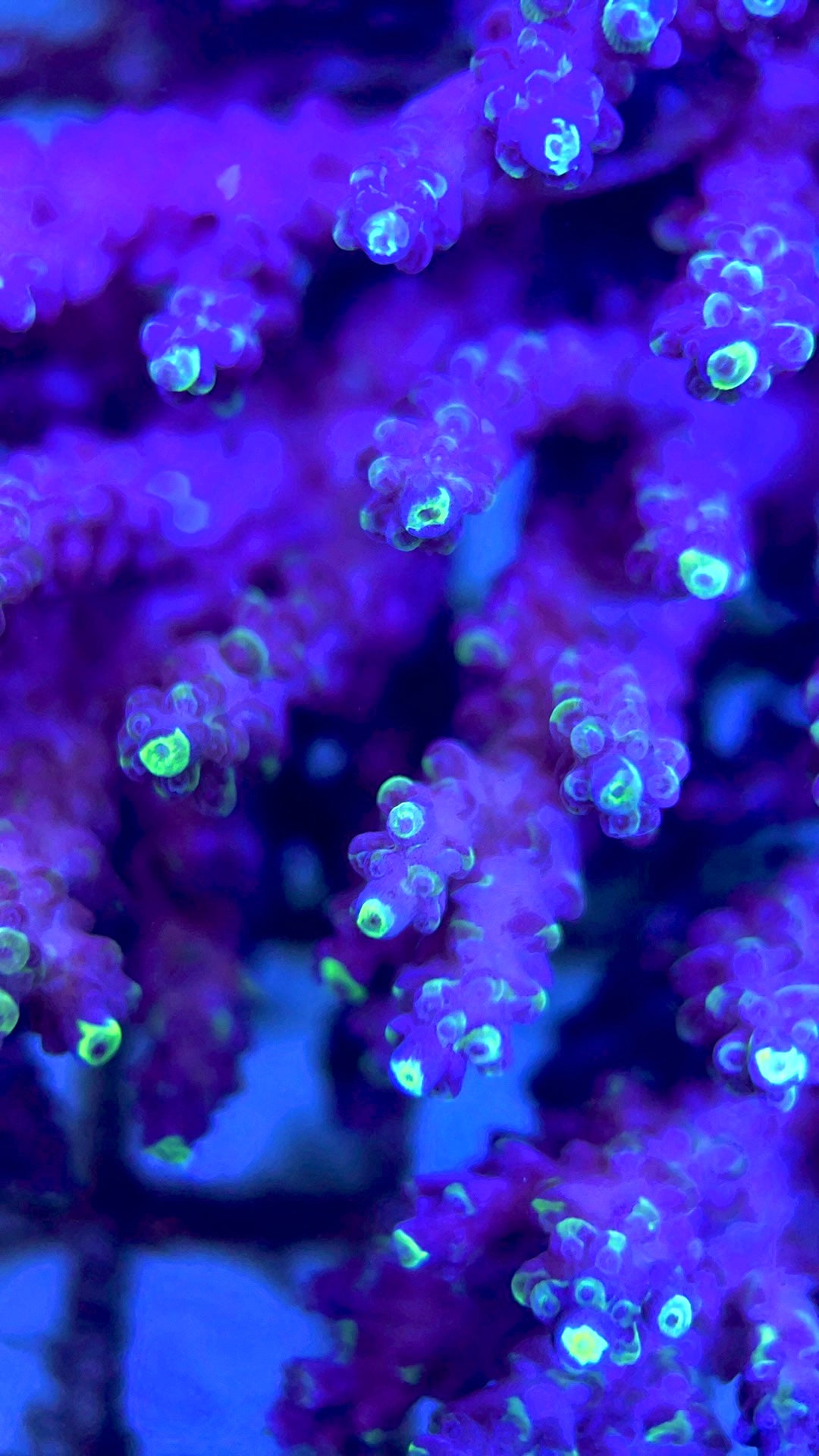 Acropora Millepora Mother Colony AMMC112101 WYSIWYG Size: L 6" x W 5.5" approx