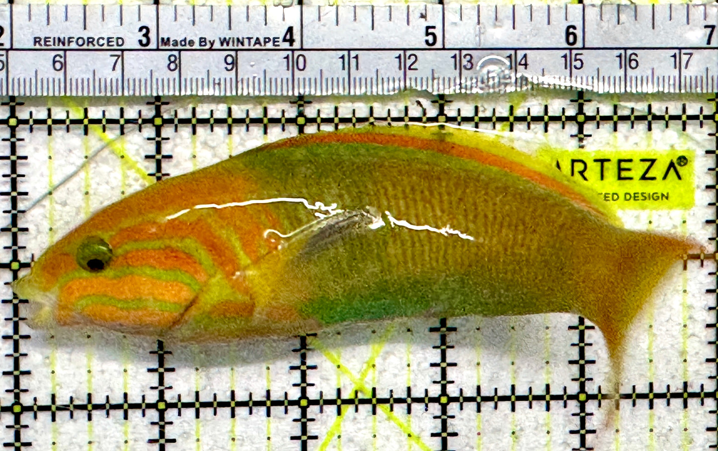 Lime Wrasse (Male Banana Wrasse) LW092102 WYSIWYG Size: L 5.25"