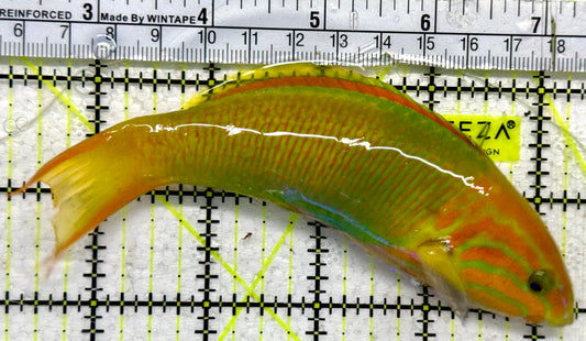 Lime Wrasse (Male Banana Wrasse) LW092102 WYSIWYG Size: L 5.25"
