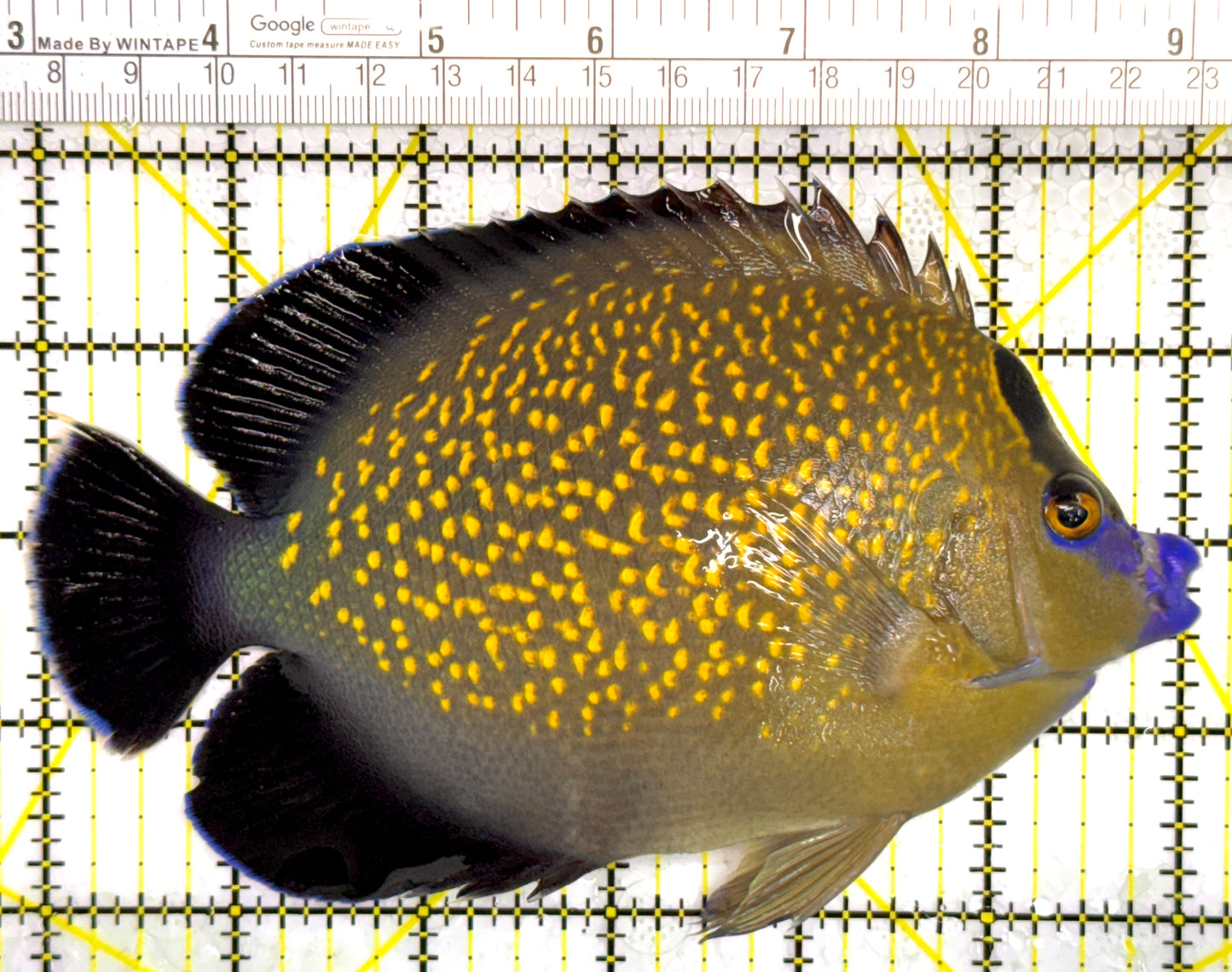 Goldflake Angelfish GA110201 WYSIWYG Size: XL 6" approx