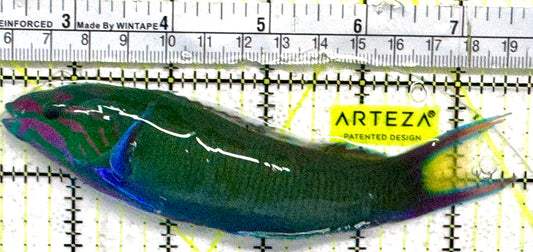 Lunare Wrasse LW092104 WYSIWYG Size: L 5.5"