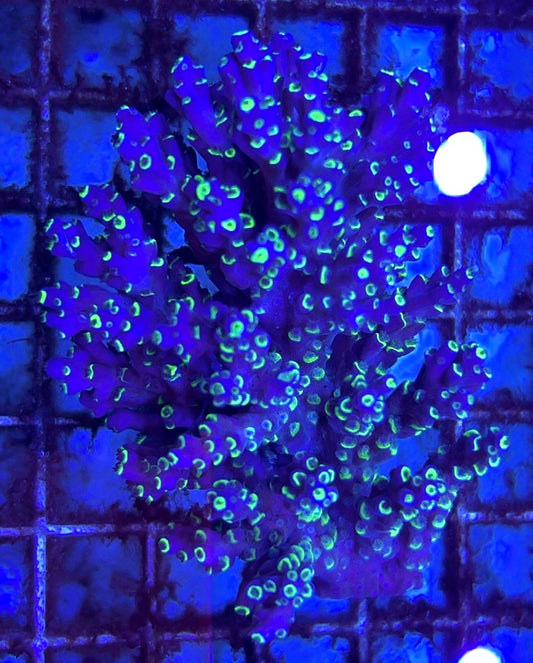 Acropora Millepora Mother Colony AMMC112102 WYSIWYG Size: L 3.5" x W 2.5" approx