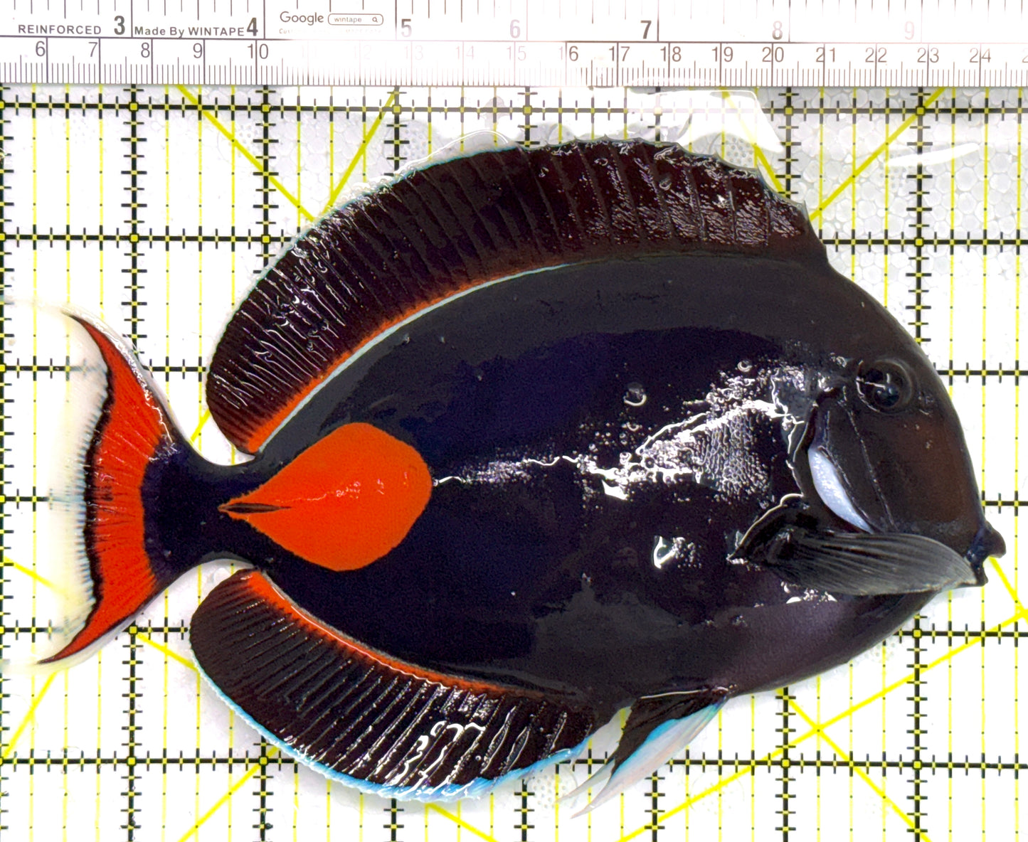 Achilles Tang AT110201 WYSIWYG Size: XXL/Show 7.75" approx