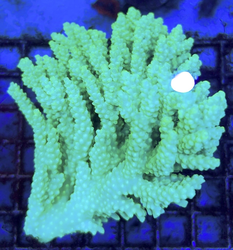 Acropora Millepora Mother Colony AMMC112103 WYSIWYG Size: L 5" x W 4.25" approx