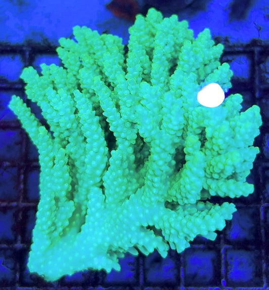 Acropora Millepora Mother Colony AMMC112103 WYSIWYG Size: L 5" x W 4.25" approx