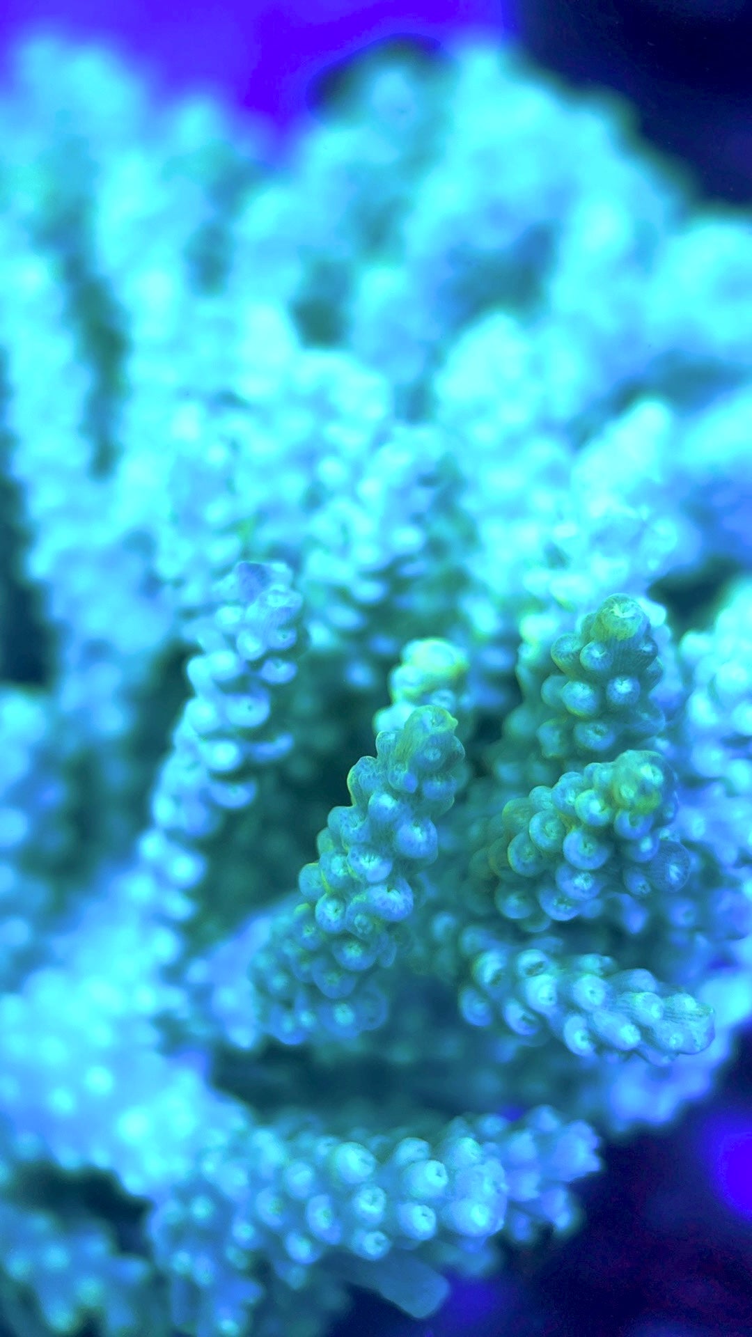 Acropora Millepora Mother Colony AMMC112103 WYSIWYG Size: L 5" x W 4.25" approx