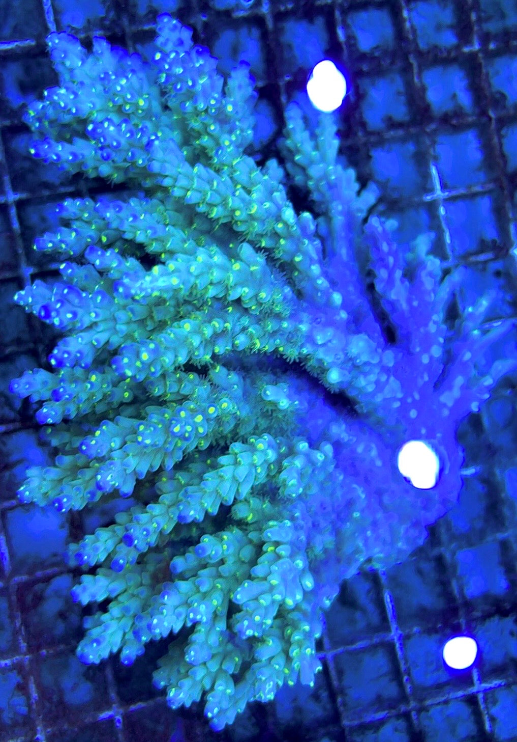 Acropora Millepora Mother Colony AMMC112104 WYSIWYG Size: L 5.5" x W 4.5" approx