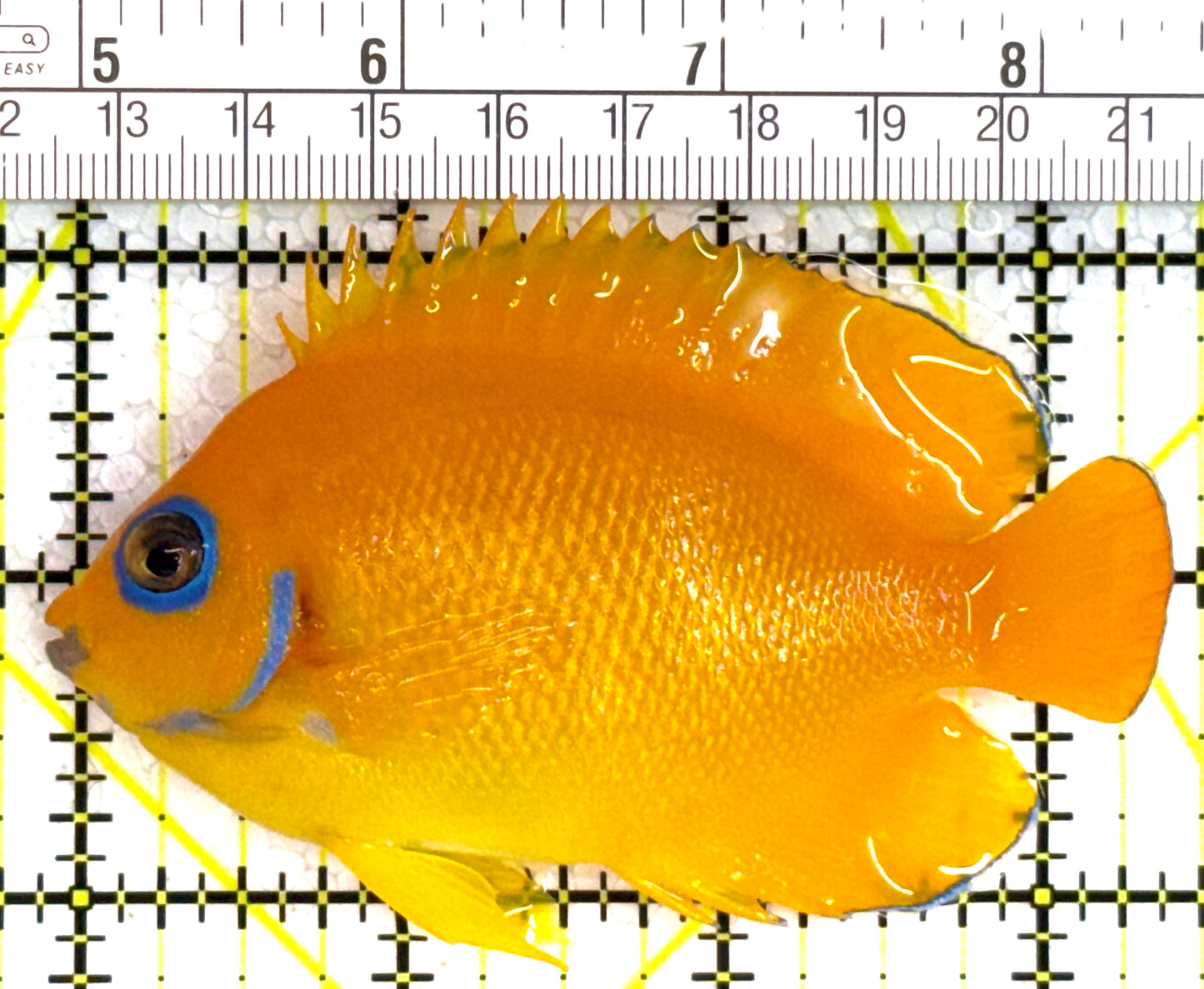 Lemonpeel Angelfish LA110201 WYSIWYG Size: L 3.75" approx