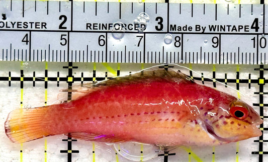 Kato's Fairy Wrasse KFW092102 WYSIWYG Size: SHOW 2.5"