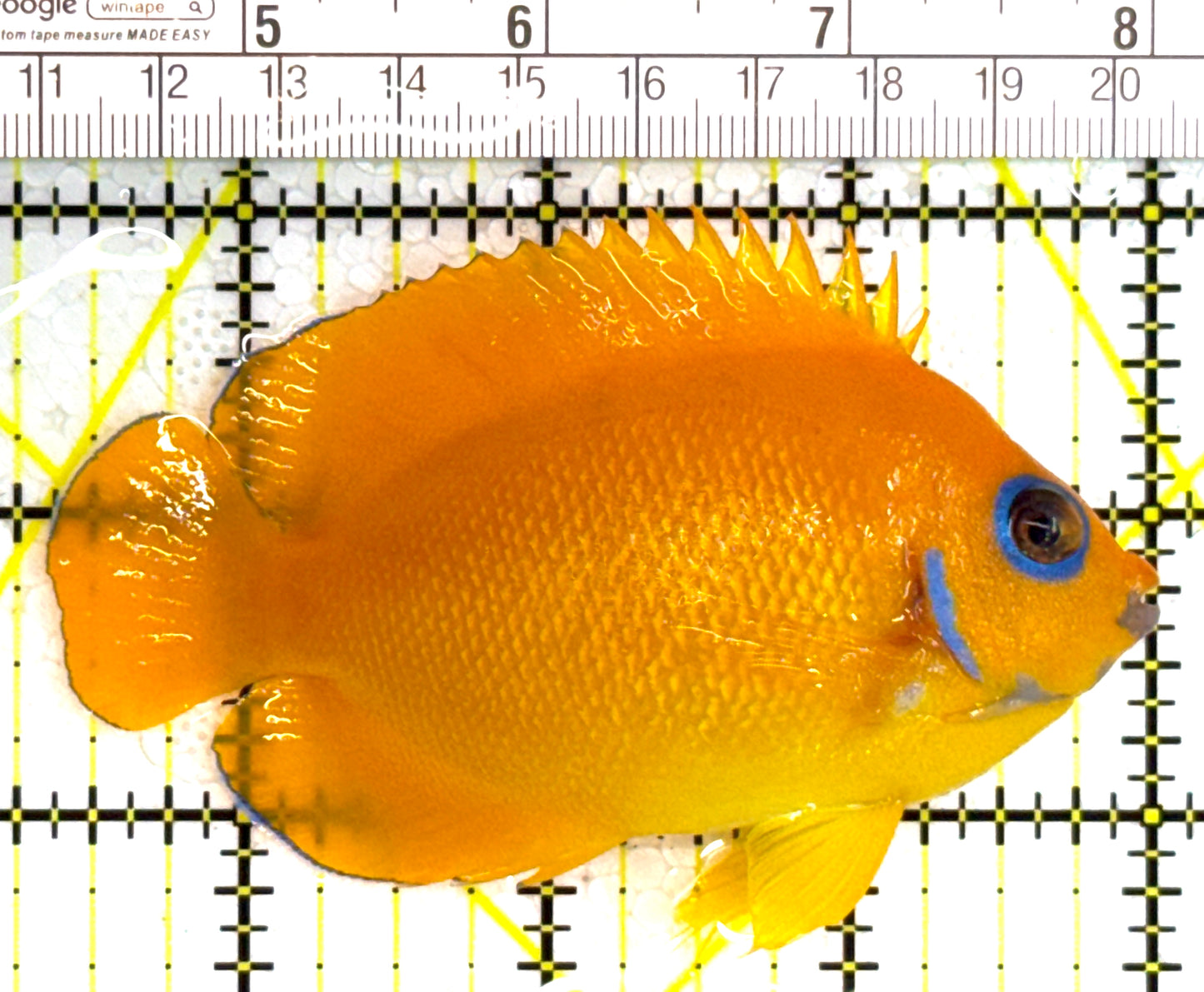 Lemonpeel Angelfish LA110201 WYSIWYG Size: L 3.75" approx