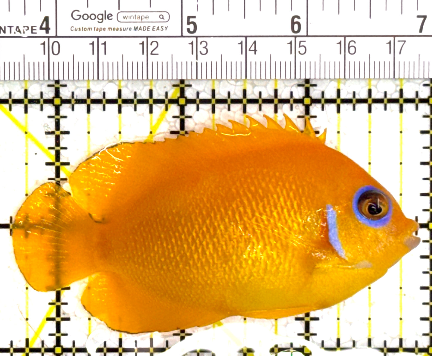 Lemonpeel Angelfish LA110202 WYSIWYG Size: L 3.25" approx