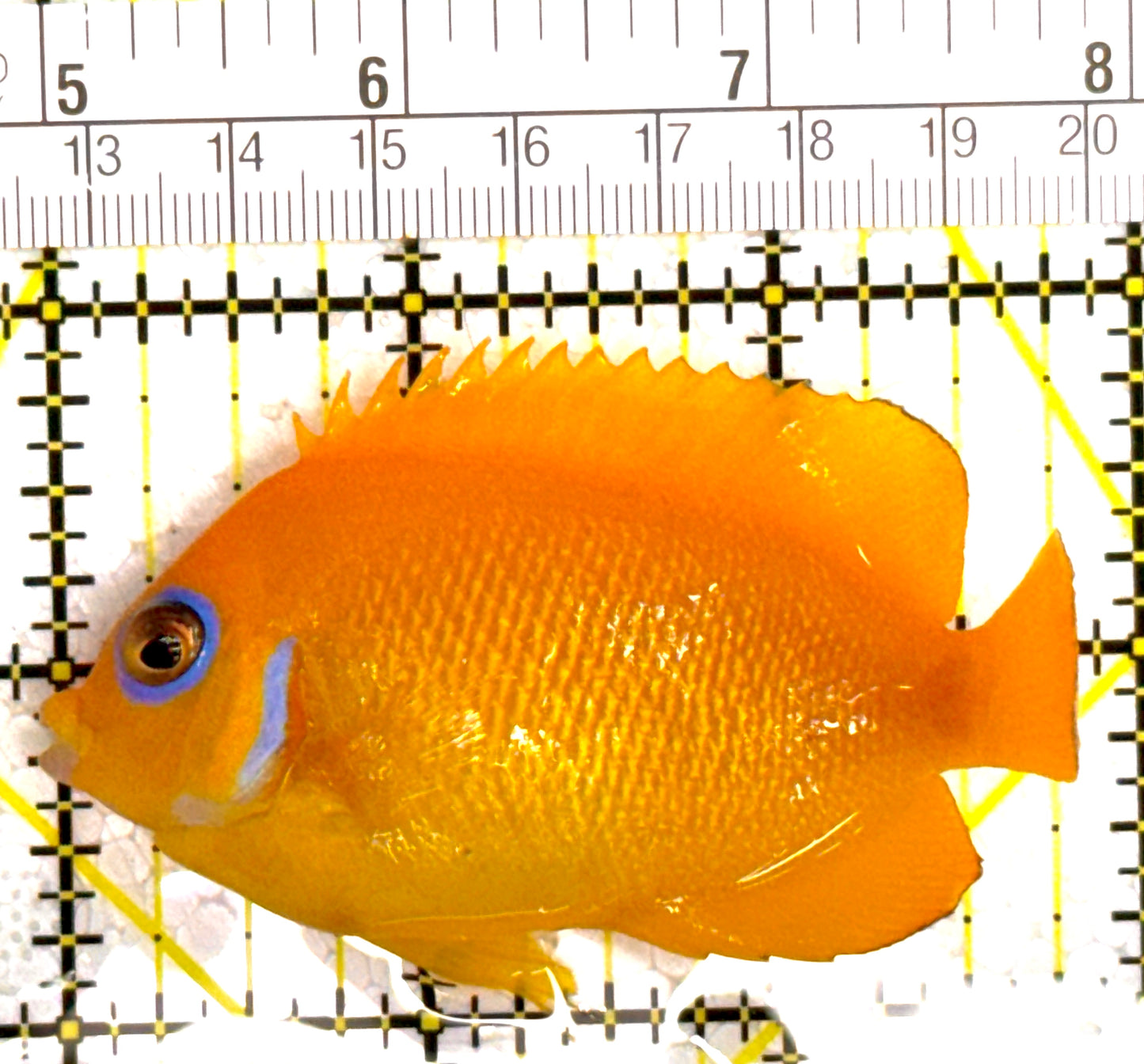 Lemonpeel Angelfish LA110202 WYSIWYG Size: L 3.25" approx