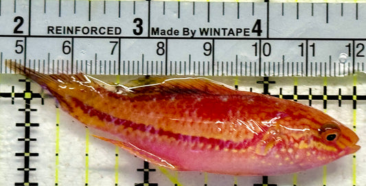 Pintail Fairy Wrasse PFW092102 WYSIWYG Size: XL 3"
