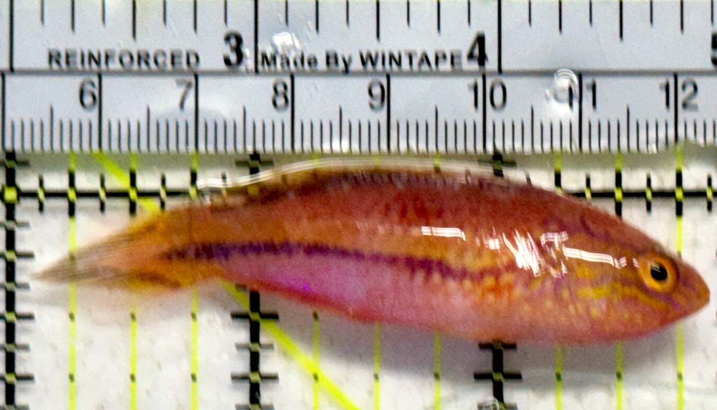 Pintail Fairy Wrasse PFW092104 WYSIWYG Size: XL 2.75"