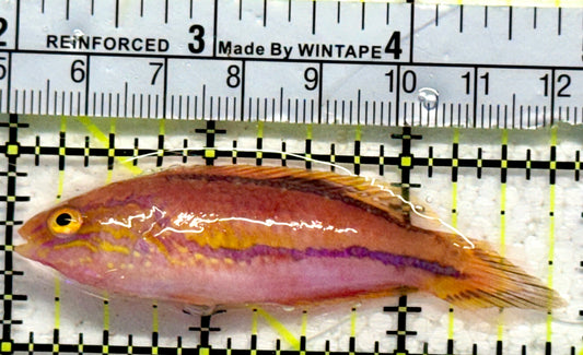 Pintail Fairy Wrasse PFW092104 WYSIWYG Size: XL 2.75"